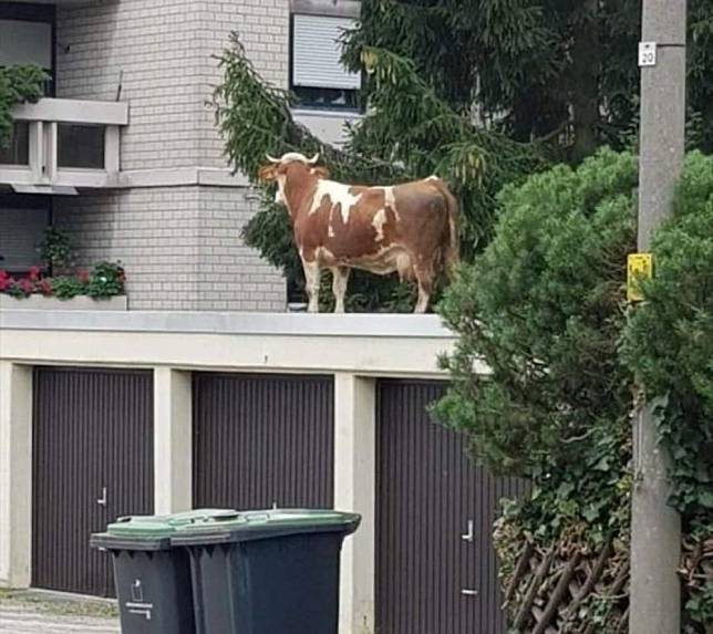 Potret Kocak Tempat Tinggal Hewan Ini Bisa Bikin Melongo Melihatnya